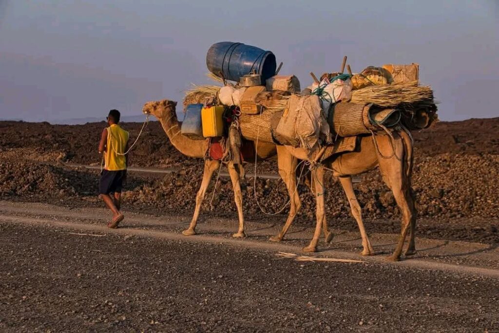 Trip 82 Ethiopian High Land Tours 82 WhatsApp Image 2025 12 30 at 12.14.37 PM 4