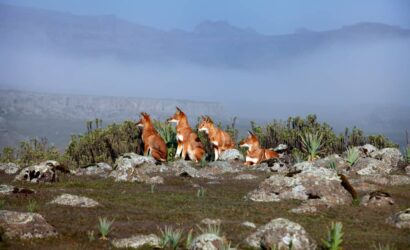 Ethiopian High Land Tours 3 WhatsApp Image 2026 01 01 at 5.05.24 PM