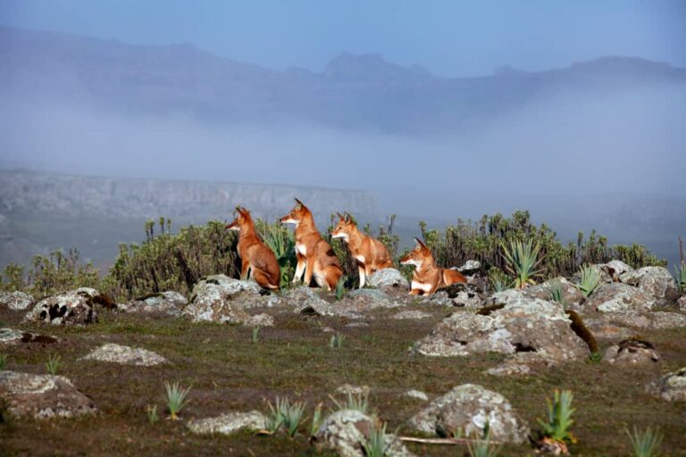 Ethiopian High Land Tours 7 WhatsApp Image 2026 01 01 at 5.05.24 PM