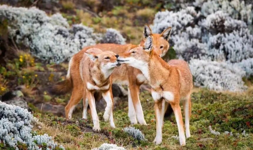 Bale Mountains National Park 🌄