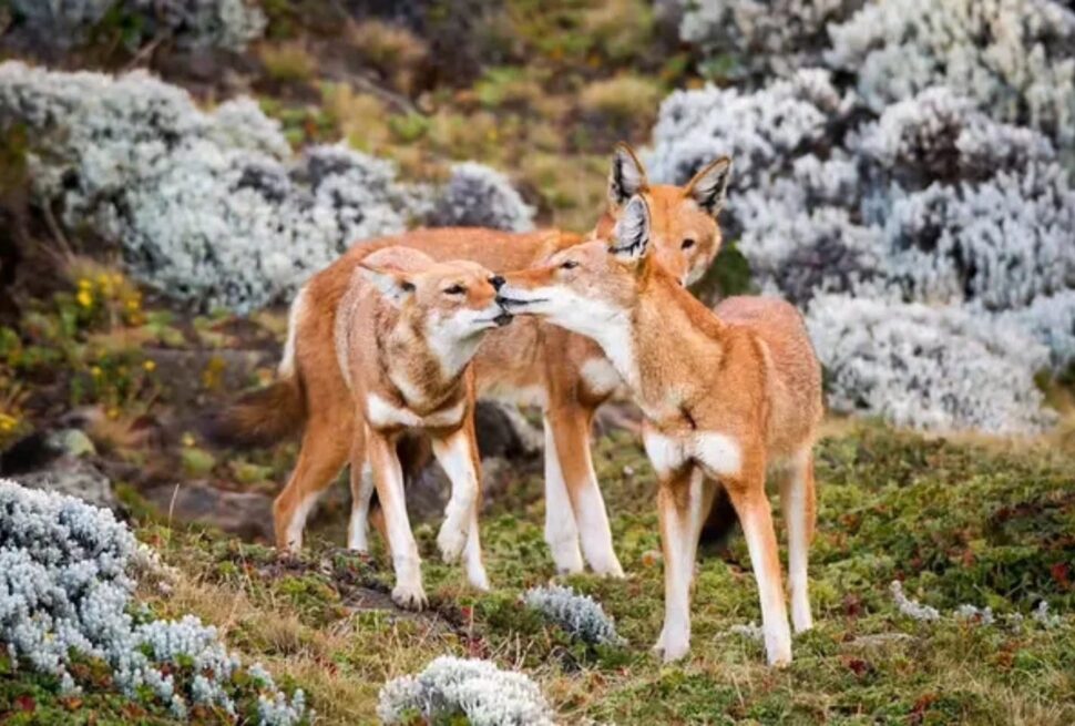 Ethiopian High Land Tours 6 WhatsApp Image 2026 01 01 at 5.05.15 PM