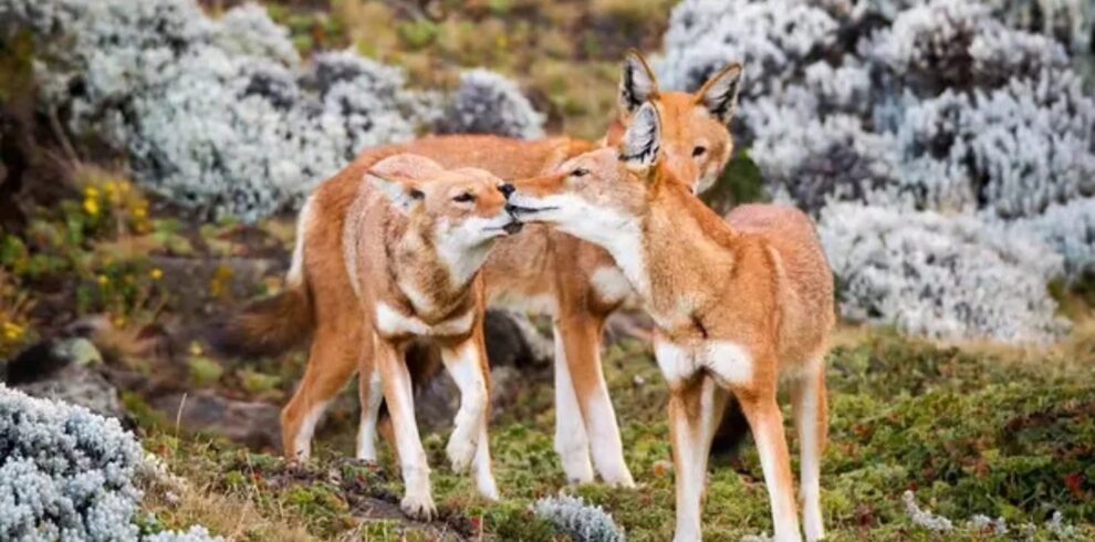 Ethiopian High Land Tours 6 WhatsApp Image 2026 01 01 at 5.05.15 PM