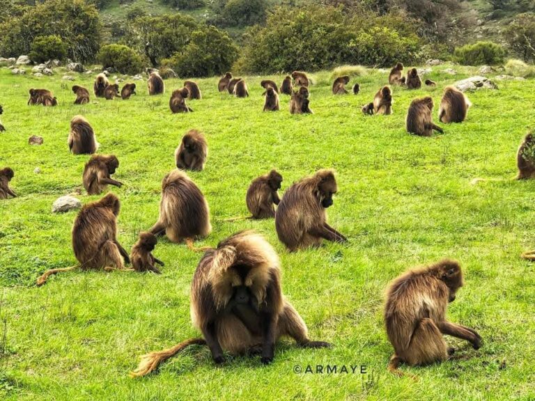 Ethiopian High Land Tours 4 WhatsApp Image 2026 01 02 at 7.48.29 AM