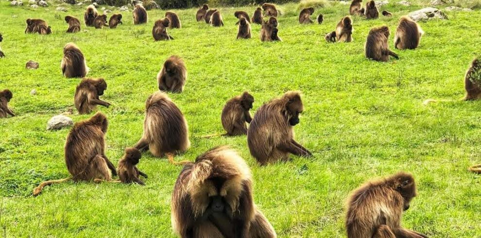 Ethiopian High Land Tours 5 WhatsApp Image 2026 01 02 at 7.48.29 AM