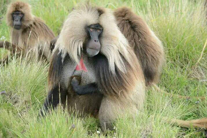 Trip 67 Ethiopian High Land Tours 67 WhatsApp Image 2026 01 02 at 7.48.30 AM 2